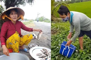 Chim trời, cá nước và quy ước lạ ở Cà Mau