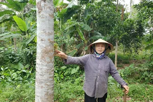 Vỡ mộng đổi đời nhờ trầm hương