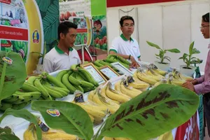 Nhiều trái cây Việt sắp có 'visa' đi Mỹ, Nhật, Trung Quốc