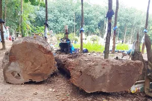 Diễn biến bất ngờ vụ vớt được gỗ lạ sau đó bị phạt 
