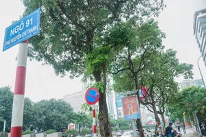 Nỗi niềm cây hoa sữa: “Đâu phải bởi mùi hương”