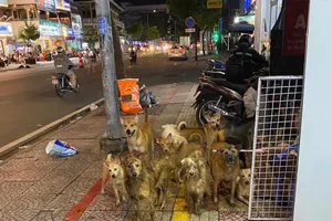 Bao giờ có quy định cụ thể về điều kiện nuôi chó, mèo?