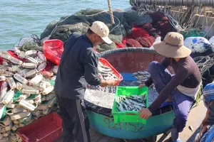 Quảng Trị hành động quyết liệt để chống khai thác IUU