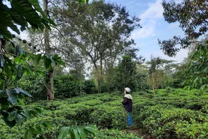 Tỉnh chờ kết luận thanh tra để giao đất đồi chè cho dân