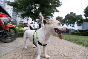 Địa phương gặp khó trong việc quản lý nuôi chó, mèo 