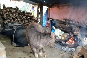 Người dân sưởi ấm cho vật nuôi để phòng chống rét. Ảnh: Cổng TTĐT Lai Châu