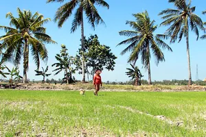 Năm 2020, nhiều nơi ở miền Tây thiếu nước dù chưa tới cao điểm mùa khô.