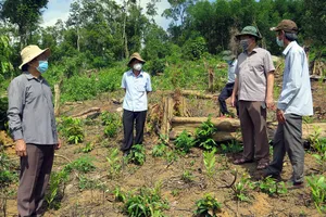 Chủ tịch Phú Yên thị sát rừng phòng hộ bị chặt phá