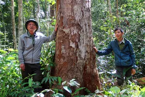 Cán bộ, nhân viên Trạm thực nghiệm lâm nghiệp Kon Hà Nừng tuần tra bảo vệ rừng dổi quý.