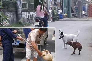 Hiện nay, tại TP.HCM vẫn chưa có địa phương nào thành lập đội bắt chó theo mô hình giống như TP Hà Nội đang thực hiện.