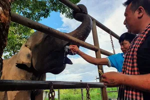 Anh Cao Xuân Ninh và anh Y Diệu chăm sóc voi bằng tình yêu thương thay vì bạo lực.