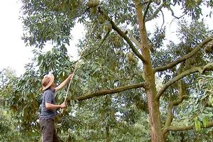 Huyện Krông Pắk, tỉnh Đắk Lắk đã được cấp khoảng 35 mã vùng trồng cây sầu riêng để xuất khẩu sang Trung Quốc. Trong ảnh: Nông dân huyện Krông Pắk thu hoạch sầu riêng.