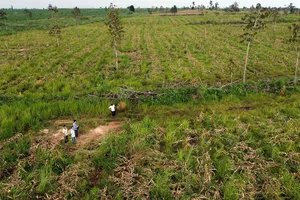 Nhiều diện tích rừng của Công ty TNHH Trồng rừng 27-7 bị mất rừng, chuyển sang trồng sắn. 