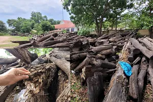 Số gỗ bị mục nát đang được giữ gần trụ sở UBND thị trấn Ea Súp, huyện Ea Súp.