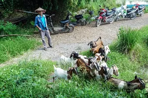 Người dân thôn Ái Nàng cho hay nhiều lần bị mất dê nhưng không bắt được trộm.