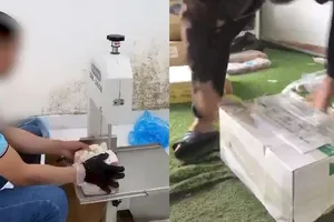 Cắt, đóng thùng vú heo Trung Quốc tại Công ty Việt Hà Tây Nguyên để giao cho khách.