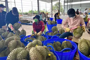 Sầu riêng hiện là mặt hàng có giá trị xuất khẩu cao nhất trong ngành hàng rau quả, vì vậy cần có các giải pháp để bảo vệ ngành hàng này phát triển bền vững.