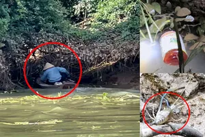 Người đổ thuốc trừ sâu đánh bắt thủy sản trên sông Đồng Nai bỏ chạy khi tưởng PV là cảnh sát đường thủy. Ảnh nhỏ: Vỏ chai thuốc trừ sâu và tôm trúng thuốc thoi thóp trên sông.