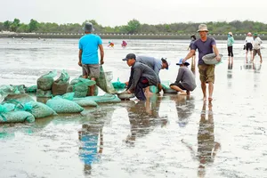 Nông dân xã Tân Thành, huyện Gò Công Đông gieo nghêu giống cho vụ mùa mới.