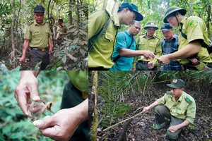 Lực lượng kiểm lâm tuần tra rừng, tháo gỡ các loại bẫy do thợ săn đặt trộm.