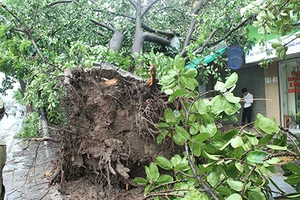 Hà Nội: Gần 3.000 cây xanh gãy đổ là do bão quá lớn