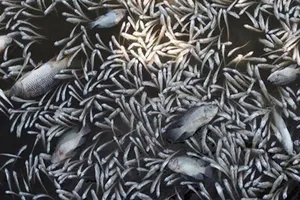  Hà Nội: Cá chết trắng xóa Hồ Tây, vì sao?