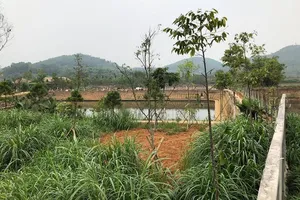 Làm rõ thông tin một thứ trưởng 'gom' đất nông trường