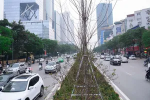 Thay thế toàn bộ cây phong lá đỏ trên đường Nguyễn Chí Thanh