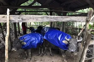 Rét kỷ lục 40 năm ở miền Bắc: 1.600 gia súc chết cóng, 3 người chết vì sưởi ấm