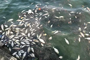 Gần 1 tấn cá chết ở Hồ Tây, địa phương kiến nghị quan trắc nước hồ
