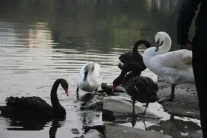 Thiên nga hồ Thiền Quang