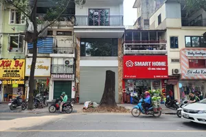 Hà Nội: 3 cây sao đen hơn 100 tuổi bỗng nhiên chết khô