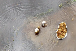 Chùm ảnh: Gặt lúa ngập nước ở Hà Nội
