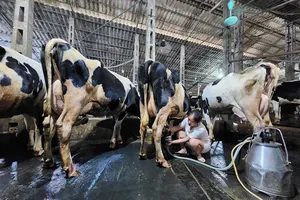 Huyện Ba Vì, Hà Nội kiến nghị xử lý mạng xã hội thông tin sai khiến nhiều hộ nuôi bò sữa lao đao