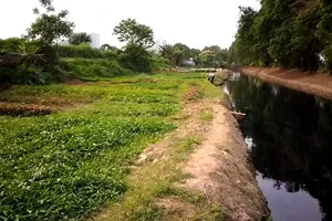 Rau xanh trồng bằng nước đen ngòm, bốc mùi hôi thối