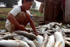 Công an Thái Bình điều tra người tung tin hải sản bị chết trắng