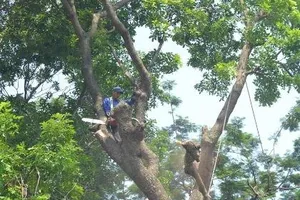 Hà Nội chặt, chuyển 109 cây xanh để làm đường sắt trên cao