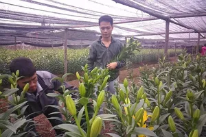 Hoa ly 'cười' sớm, người dân Tây Tựu khóc ròng