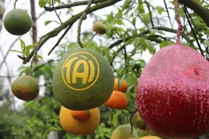 Tròn mắt ngắm 1 cây có tới... 9 loại quả