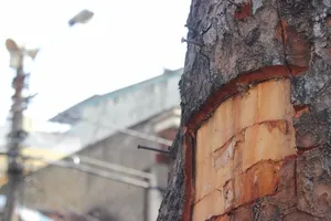 Người lột trộm vỏ xà cừ là… cụ ông 80 tuổi