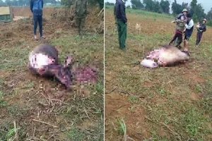 Táo tợn trộm trâu đang mang thai rồi chặt toàn bộ đùi