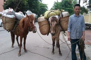 Dùng ngựa thồ hàng chục bao tải quả thuốc phiện