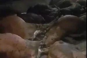 17 con bò nằm chết la liệt sau khi ăn xong