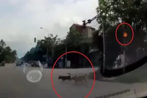 'Phát cuồng' với 3 chú chó đợi đèn đỏ mới sang đường