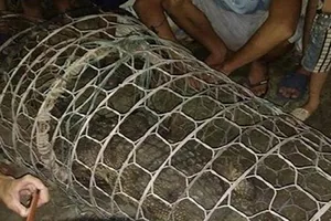 Dân Hà Nội tá hoả phát hiện cá sấu dưới sông Tích