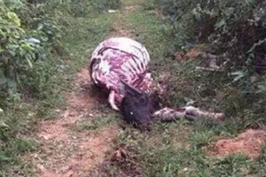 Trộm trâu, xẻo hết thịt rồi vứt giữa đồi