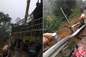 Thực hư vụ xe chở heo gặp nạn, dân ùa ra hôi của