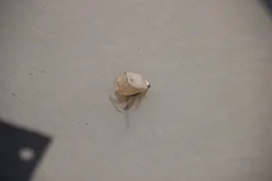 Cận cảnh khu vực phát hiện bom 'khủng' cầu Long Biên