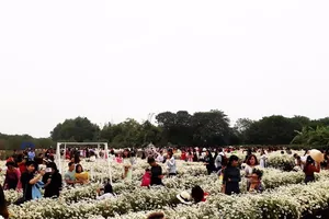 'Biển người' đi ngắm cúc họa mi, nhà vườn thu bạc tỉ