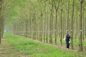 Khởi tố nguyên chủ tịch Tập đoàn Cao su Việt Nam